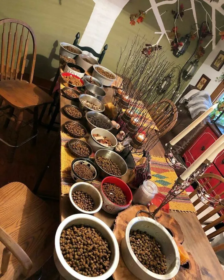 PRIZNAJTE, I VI ŽELITE OVAJ POSAO: Prodala je kuću i život posvetila životinjama. Ima ih već skoro 200, pogledajte taj raj!