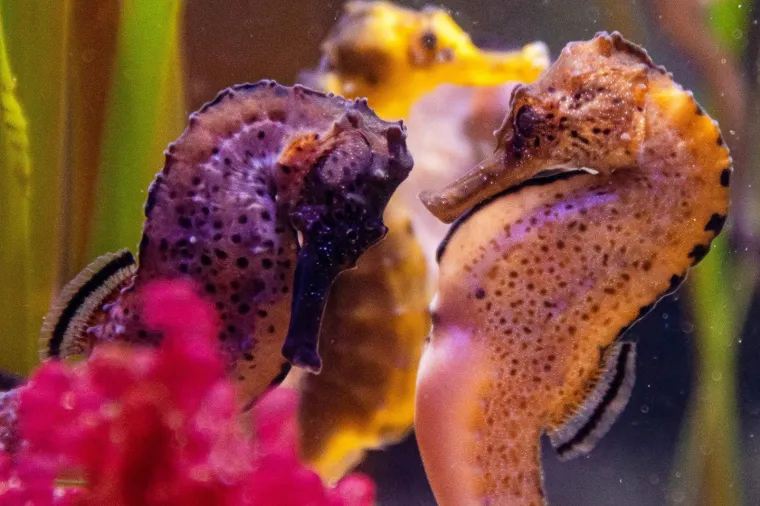 U Pulski aquarijum iz Duisburg-a iz Njemačke stiglo je dvadeset tropskih morskih konjica (12 ženki i 8 mužjaka).