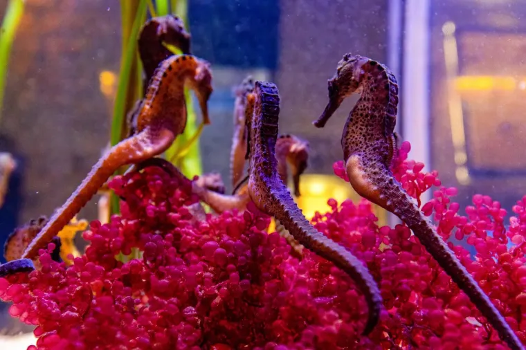 U Pulski aquarijum iz Duisburg-a iz Njemačke stiglo je dvadeset tropskih morskih konjica (12 ženki i 8 mužjaka).