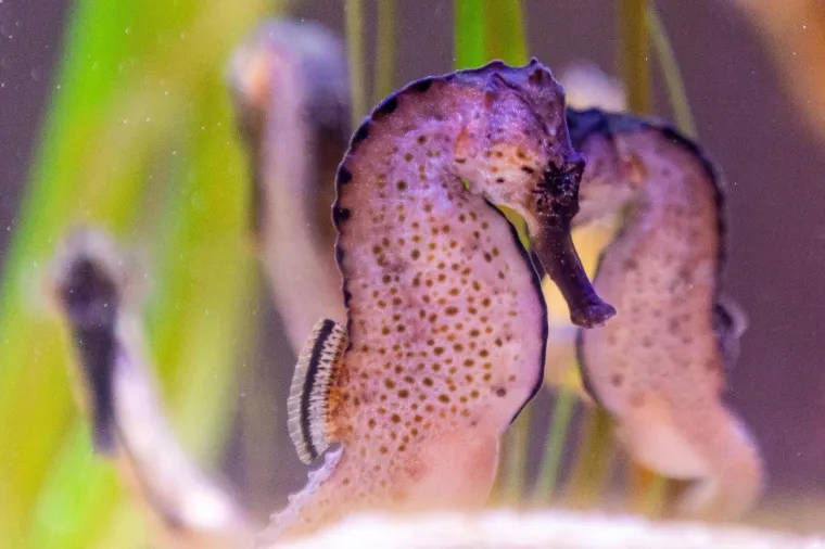 U Pulski aquarijum iz Duisburg-a iz Njemačke stiglo je dvadeset tropskih morskih konjica (12 ženki i 8 mužjaka).