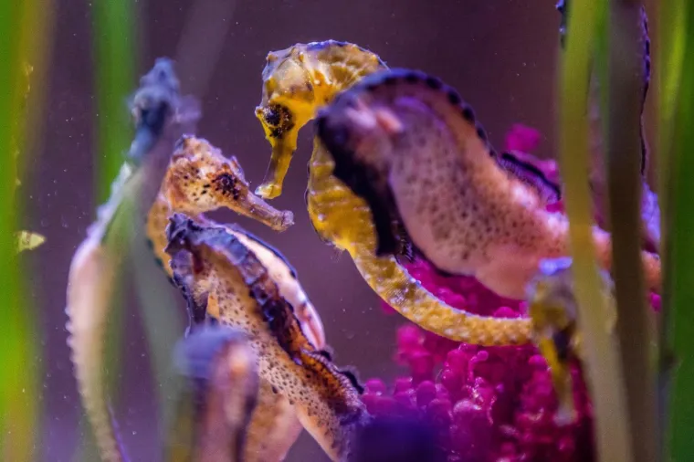 U Pulski aquarijum iz Duisburg-a iz Njemačke stiglo je dvadeset tropskih morskih konjica (12 ženki i 8 mužjaka).