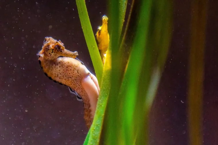 U Pulski aquarijum iz Duisburg-a iz Njemačke stiglo je dvadeset tropskih morskih konjica (12 ženki i 8 mužjaka).