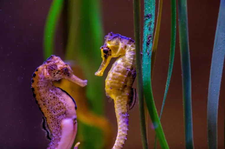 U Pulski aquarijum iz Duisburg-a iz Njemačke stiglo je dvadeset tropskih morskih konjica (12 ženki i 8 mužjaka).
