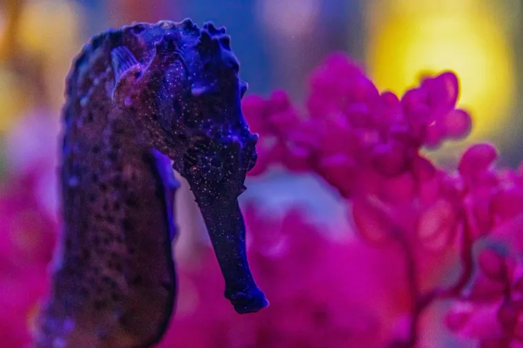 U Pulski aquarijum iz Duisburg-a iz Njemačke stiglo je dvadeset tropskih morskih konjica (12 ženki i 8 mužjaka).