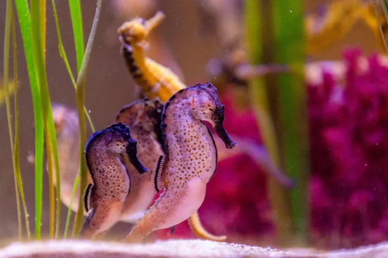 U Pulski aquarijum iz Duisburg-a iz Njemačke stiglo je dvadeset tropskih morskih konjica (12 ženki i 8 mužjaka).