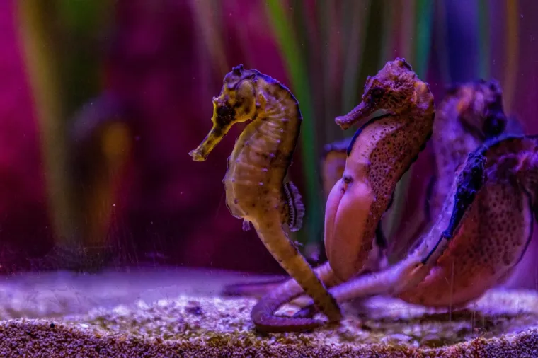 U Pulski aquarijum iz Duisburg-a iz Njemačke stiglo je dvadeset tropskih morskih konjica (12 ženki i 8 mužjaka).