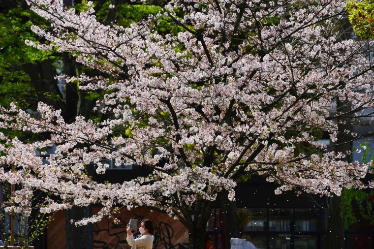Cvjetanje tre&scaron;anja u Japanu ove godine je do&scaron;lo ranije, a krivac je globalno zatopljenje