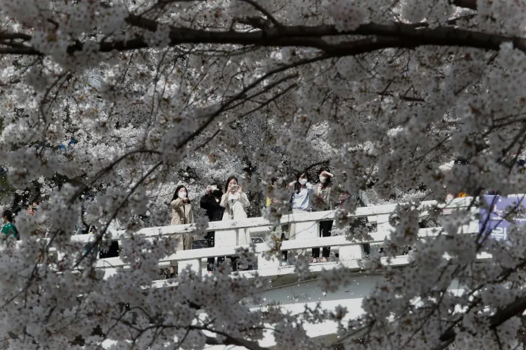 Cvjetanje tre&scaron;anja u Japanu ove godine je do&scaron;lo ranije, a krivac je globalno zatopljenje