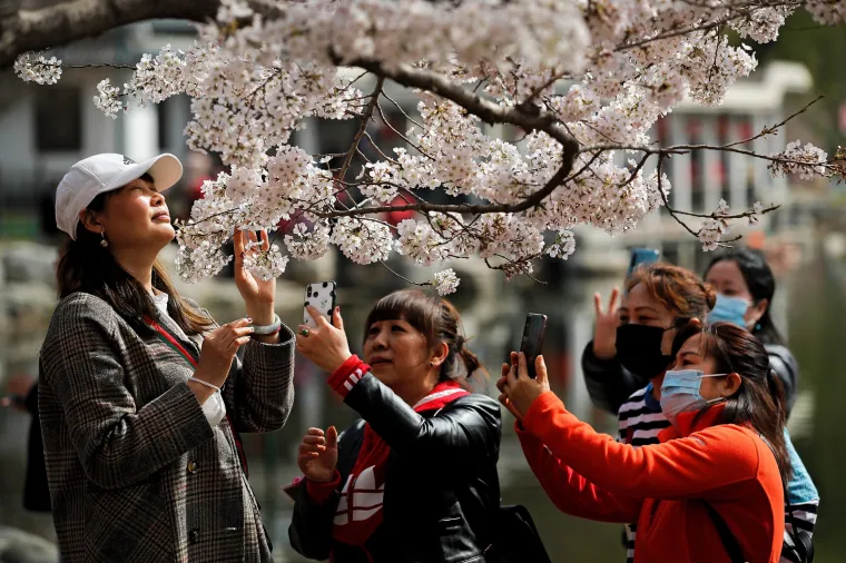 Cvjetanje tre&scaron;anja u Japanu ove godine je do&scaron;lo ranije, a krivac je globalno zatopljenje