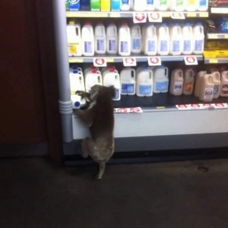 ONO &Scaron;TO JE AUSTRALCIMA SVAKODNEVICA, DRUGIMA JE NOĆNA MORA: Zemlja u kojoj stra&scaron;ljivi ne mogu opstati