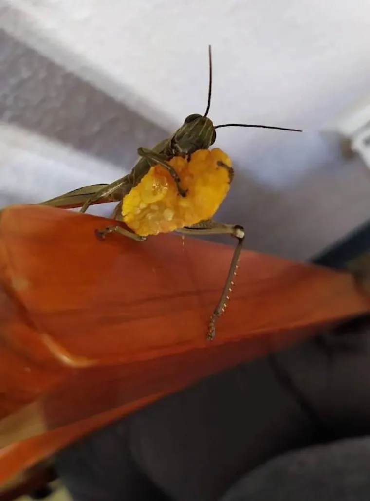 ŽIVOTINJE SE NE TRUDE BITI SMIJE&Scaron;NE, ONE TO JESU: Ako na ove blesave fotke ostanete ozbiljni, onda ste srca kamena