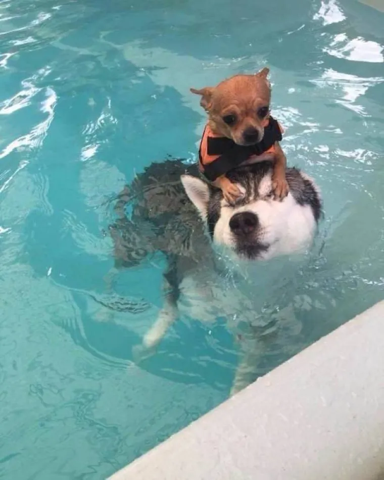 ŽIVOTINJE SE NE TRUDE BITI SMIJE&Scaron;NE, ONE TO JESU: Ako na ove blesave fotke ostanete ozbiljni, onda ste srca kamena