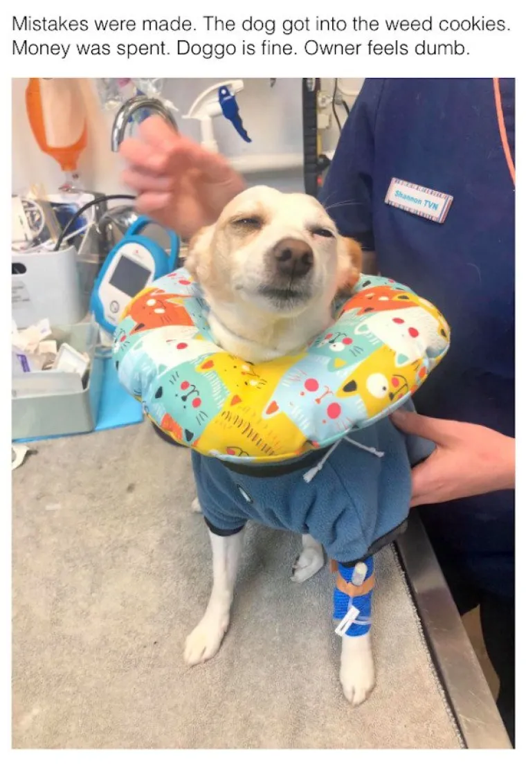 ŽIVOTINJE SE NE TRUDE BITI SMIJE&Scaron;NE, ONE TO JESU: Ako na ove blesave fotke ostanete ozbiljni, onda ste srca kamena