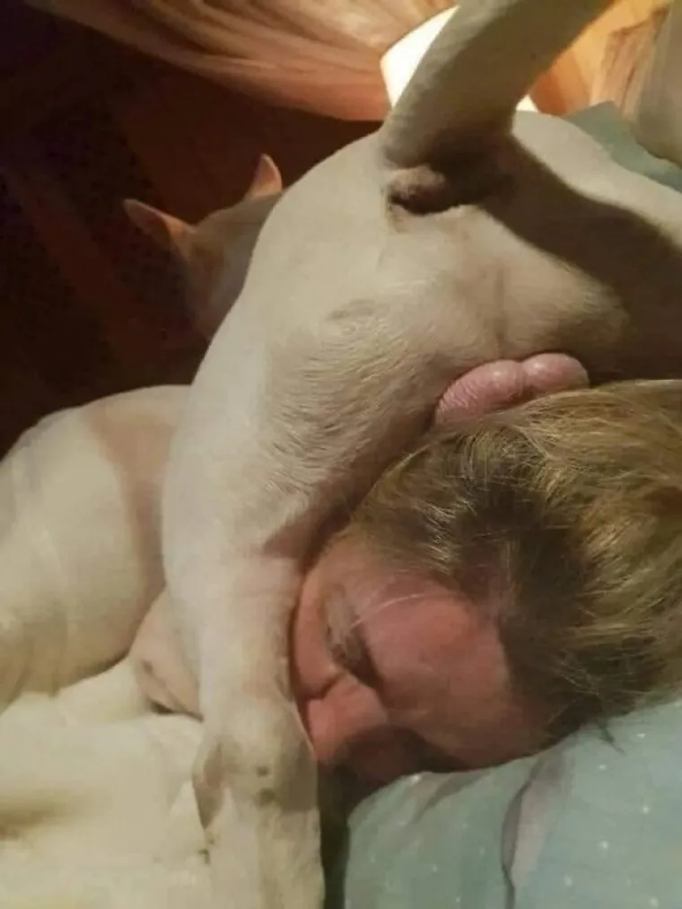 ŽIVOTINJE POKAZALE SVOJU ZLOČESTU STRANU: I one dožive žutu minutu, evo kako to izgleda