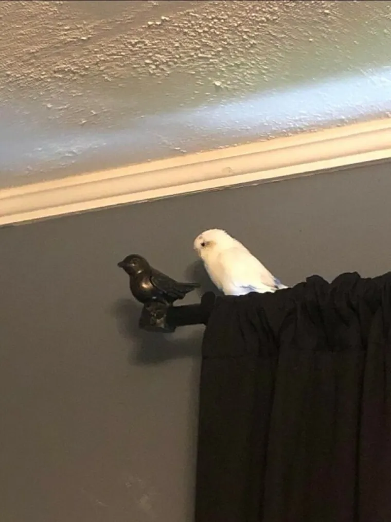 ŽIVOTINJE POKAZALE SVOJU ZLOČESTU STRANU: I one dožive žutu minutu, evo kako to izgleda