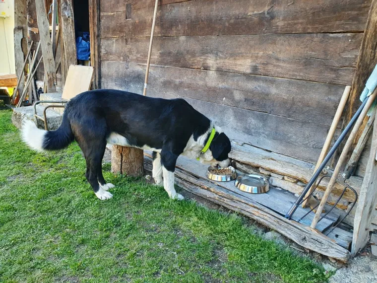 Sjećate se bake Ankice iz Gline? Ne samo da je dobila novi dom, već i novog cimera