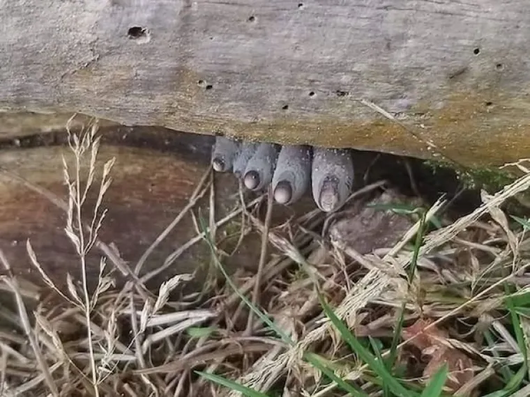 Gljiva koja izgleda kao početak apokalipske zombija