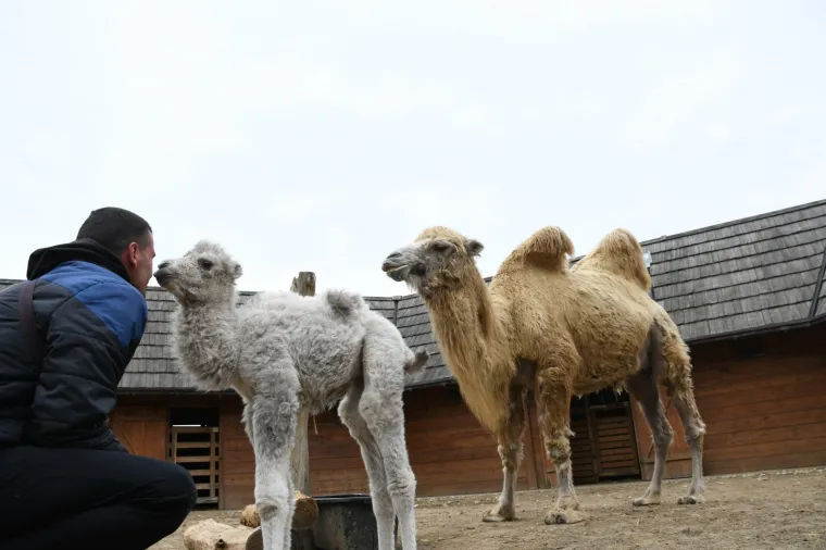 PRVA MALA DEVA U 'HRVATSKOJ SAHARI' DO&Scaron;LA JE NA SVIJET: Te&scaron;ka je 30 kilograma, a svima je donijela veliku radost i veselje