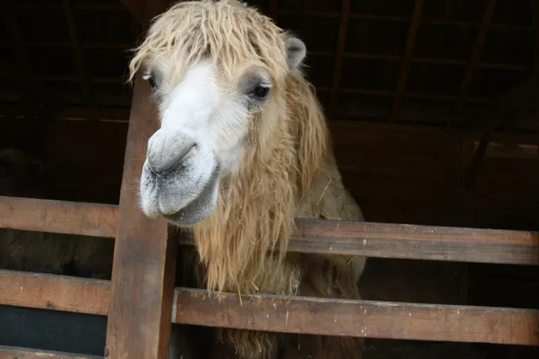 PRVA MALA DEVA U 'HRVATSKOJ SAHARI' DO&Scaron;LA JE NA SVIJET: Te&scaron;ka je 30 kilograma, a svima je donijela veliku radost i veselje