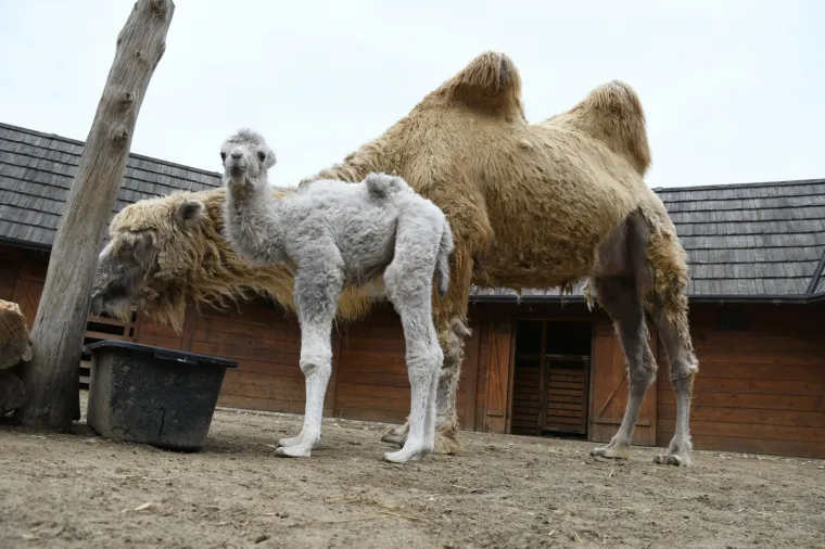 PRVA MALA DEVA U 'HRVATSKOJ SAHARI' DO&Scaron;LA JE NA SVIJET: Te&scaron;ka je 30 kilograma, a svima je donijela veliku radost i veselje