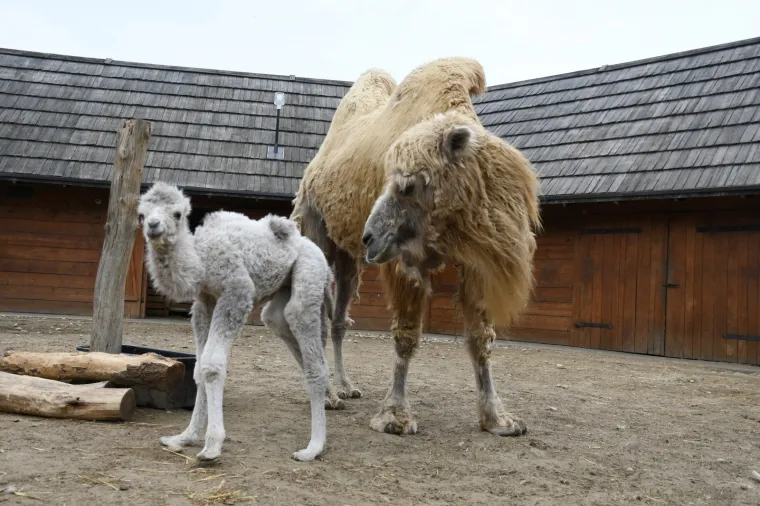 PRVA MALA DEVA U 'HRVATSKOJ SAHARI' DO&Scaron;LA JE NA SVIJET: Te&scaron;ka je 30 kilograma, a svima je donijela veliku radost i veselje