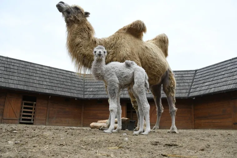 Deve Romeo i Dina iz Đurđevca dobile su podmladak. Prva mala deva - ženka te&scaron;ka 30-ak kilograma donijela je veliku radost i veselje u mini zoolo&scaron;kom vrtu Hrvatska Sahara. Ime mladoj devi birat će građani putem natječaja jer je na svijet do&scaron;la kao poklon za Dan grada.  
Photo: Damir &Scaron;pehar/PIXSELL
