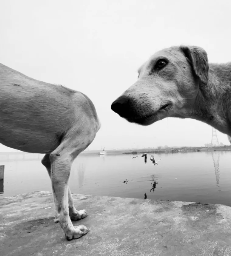FINALISTI NATJEČAJA ZA NAJSMJE&Scaron;NIJU FOTKU KUĆNOG LJUBIMCA: Konkurencija nikad nije bila urnebesnija i slađa