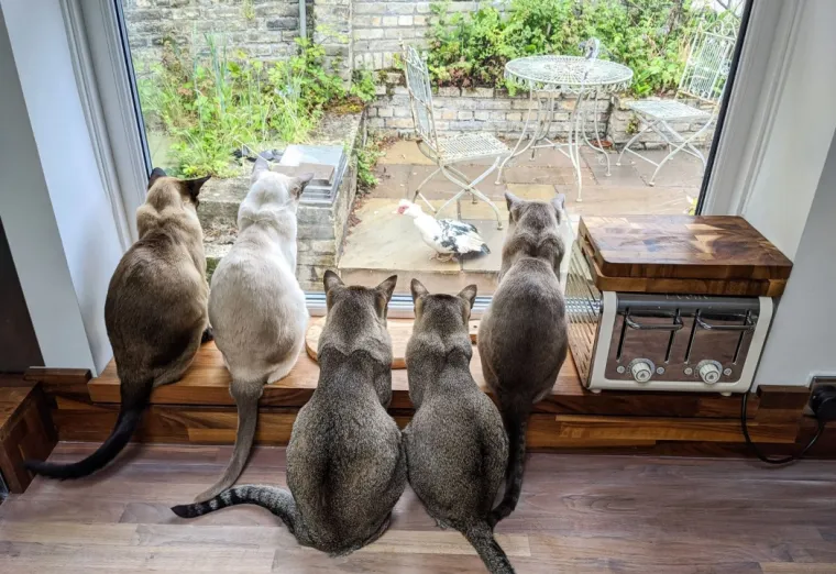FINALISTI NATJEČAJA ZA NAJSMJE&Scaron;NIJU FOTKU KUĆNOG LJUBIMCA: Konkurencija nikad nije bila urnebesnija i slađa
