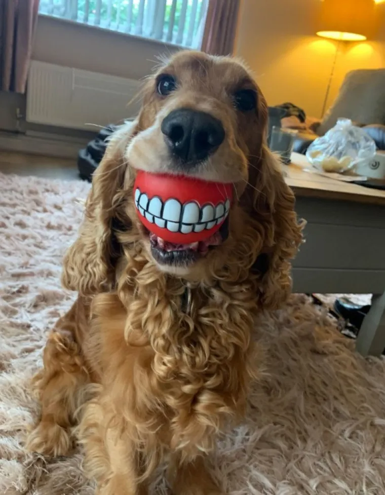 FINALISTI NATJEČAJA ZA NAJSMJE&Scaron;NIJU FOTKU KUĆNOG LJUBIMCA: Konkurencija nikad nije bila urnebesnija i slađa