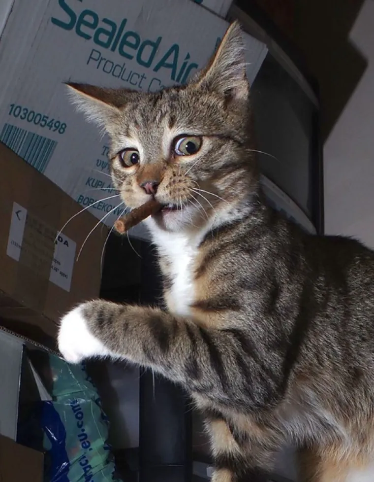 FINALISTI NATJEČAJA ZA NAJSMJE&Scaron;NIJU FOTKU KUĆNOG LJUBIMCA: Konkurencija nikad nije bila urnebesnija i slađa