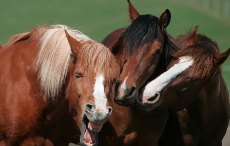 FINALISTI NATJEČAJA ZA NAJSMJE&Scaron;NIJU FOTKU KUĆNOG LJUBIMCA: Konkurencija nikad nije bila urnebesnija i slađa