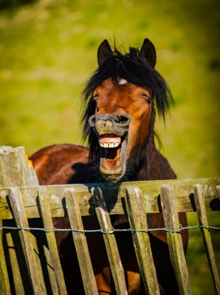 FINALISTI NATJEČAJA ZA NAJSMJE&Scaron;NIJU FOTKU KUĆNOG LJUBIMCA: Konkurencija nikad nije bila urnebesnija i slađa