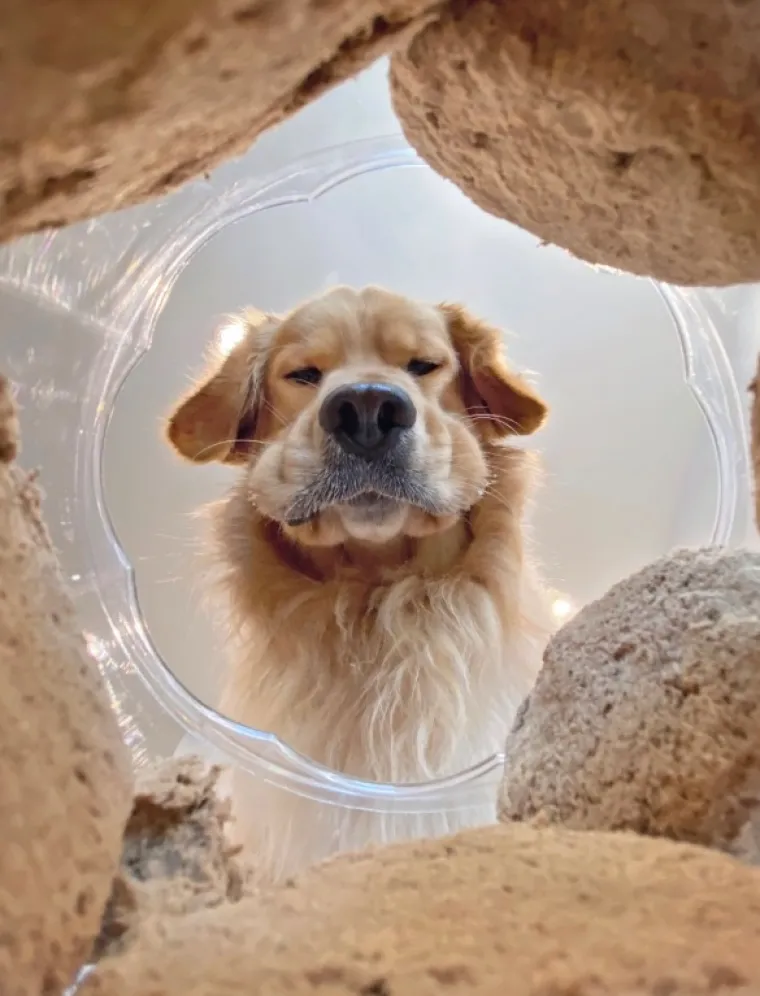 FINALISTI NATJEČAJA ZA NAJSMJE&Scaron;NIJU FOTKU KUĆNOG LJUBIMCA: Konkurencija nikad nije bila urnebesnija i slađa