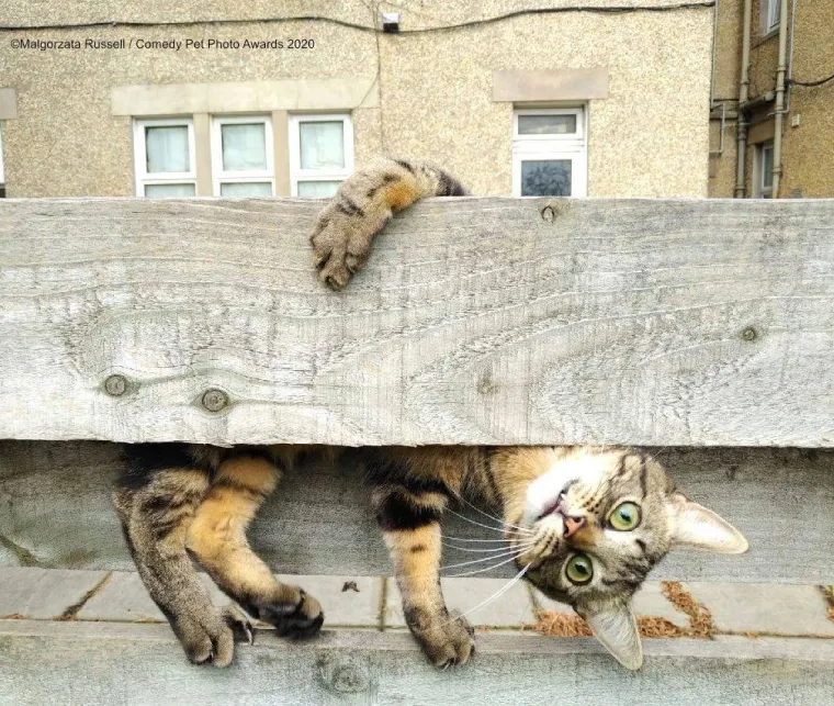 FINALISTI NATJEČAJA ZA NAJSMJE&Scaron;NIJU FOTKU KUĆNOG LJUBIMCA: Konkurencija nikad nije bila urnebesnija i slađa