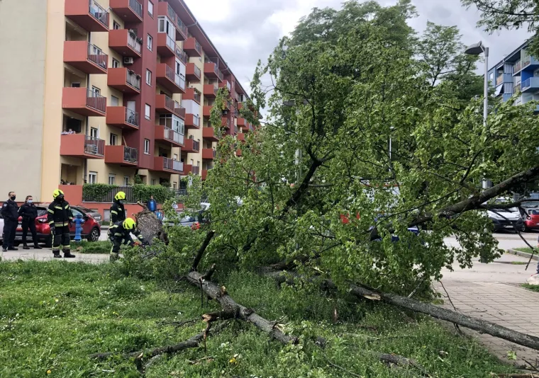 Zamalo tragedija - u &Scaron;panskom iz čista mira palo stablo