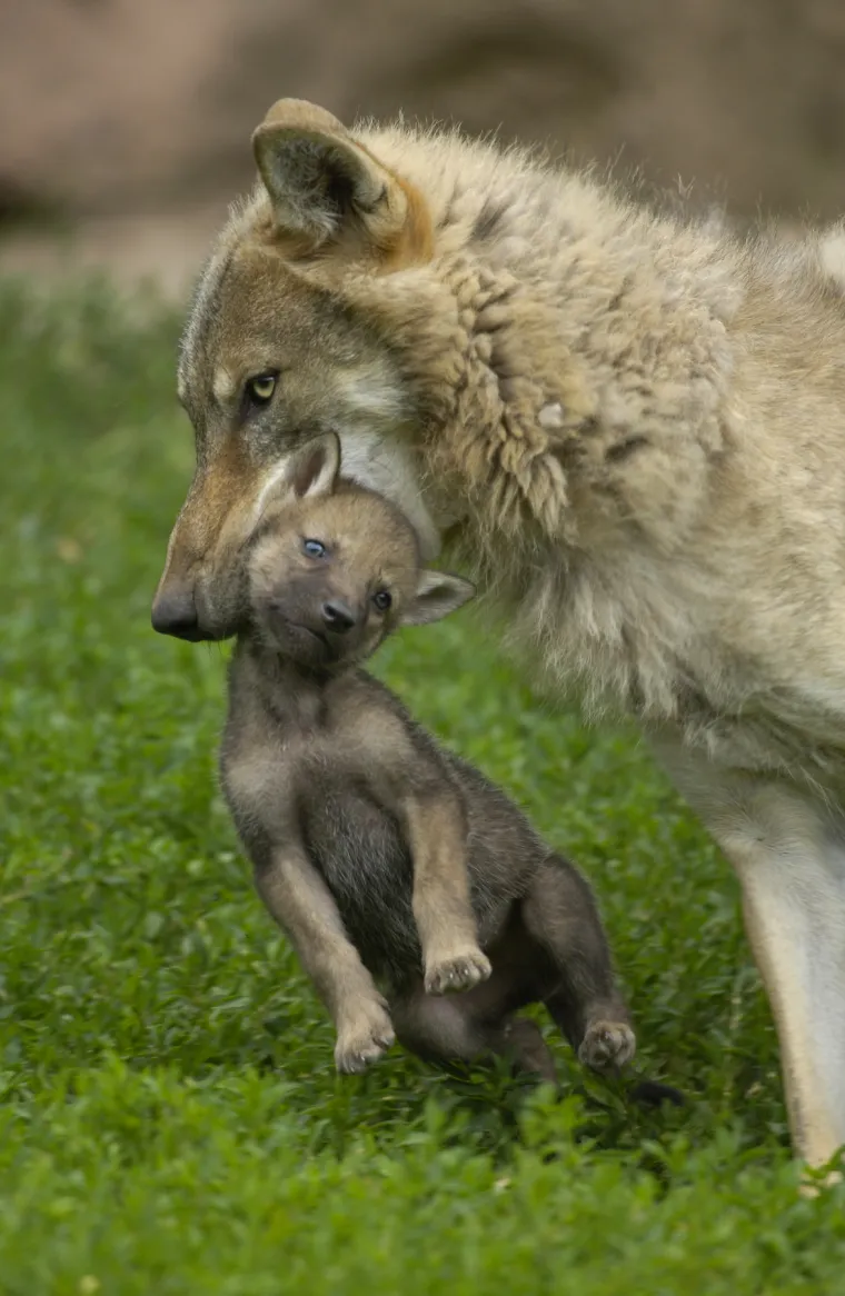 SPREMNI ZA DNEVNU DOZU SLATKOĆE? Iz ovih divnih slika životinja vrišti moćna poruka: Samo je jedna mama!