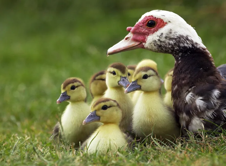 SPREMNI ZA DNEVNU DOZU SLATKOĆE? Iz ovih divnih slika životinja vrišti moćna poruka: Samo je jedna mama!