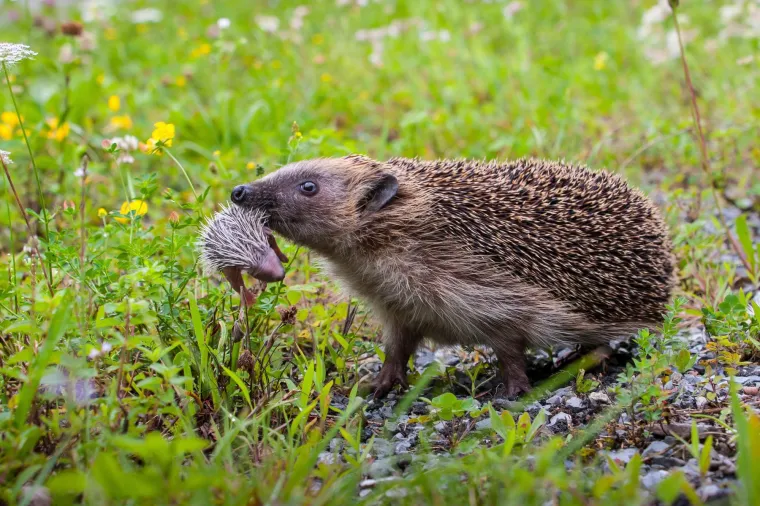 SPREMNI ZA DNEVNU DOZU SLATKOĆE? Iz ovih divnih slika životinja vrišti moćna poruka: Samo je jedna mama!