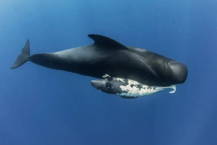 SPREMNI ZA DNEVNU DOZU SLATKOĆE? Iz ovih divnih slika životinja vrišti moćna poruka: Samo je jedna mama!