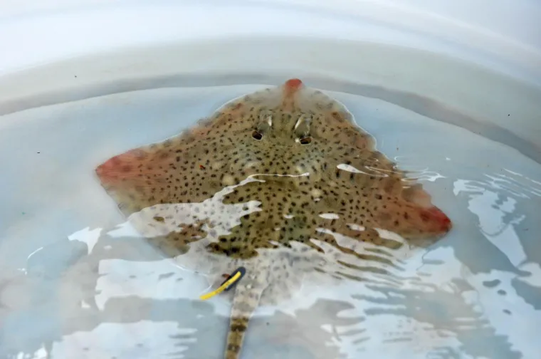 Najslađa raža na svijetu krenula je u avanturu života: Srećko je pu&scaron;ten u more!