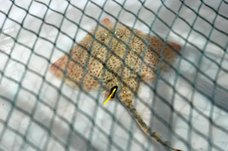 Najslađa raža na svijetu krenula je u avanturu života: Srećko je pu&scaron;ten u more!