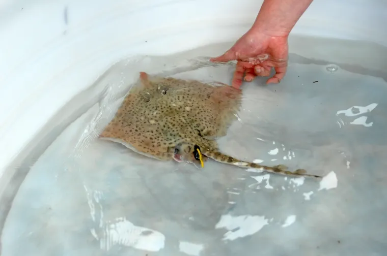 Najslađa raža na svijetu krenula je u avanturu života: Srećko je pu&scaron;ten u more!