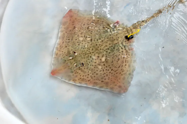 Najslađa raža na svijetu krenula je u avanturu života: Srećko je pu&scaron;ten u more!