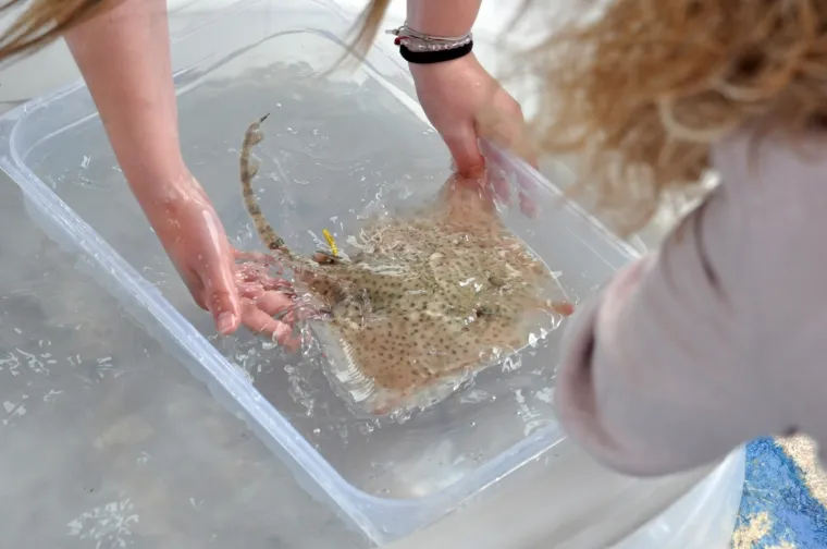 Najslađa raža na svijetu krenula je u avanturu života: Srećko je pu&scaron;ten u more!