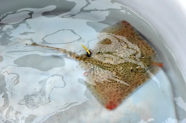 Najslađa raža na svijetu krenula je u avanturu života: Srećko je pu&scaron;ten u more!