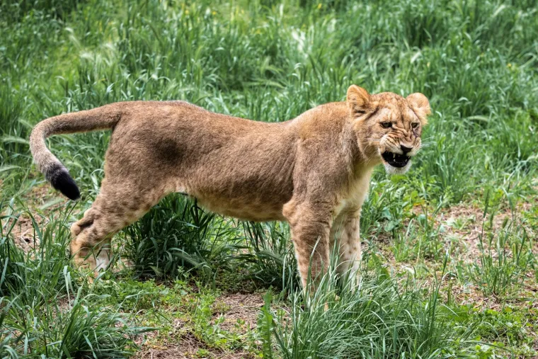 Iskešeni očnjaci i pogled predatora: Zavirite u svakodnevicu osječkog zoološkog vrta
