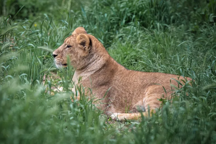 Iskešeni očnjaci i pogled predatora: Zavirite u svakodnevicu osječkog zoološkog vrta