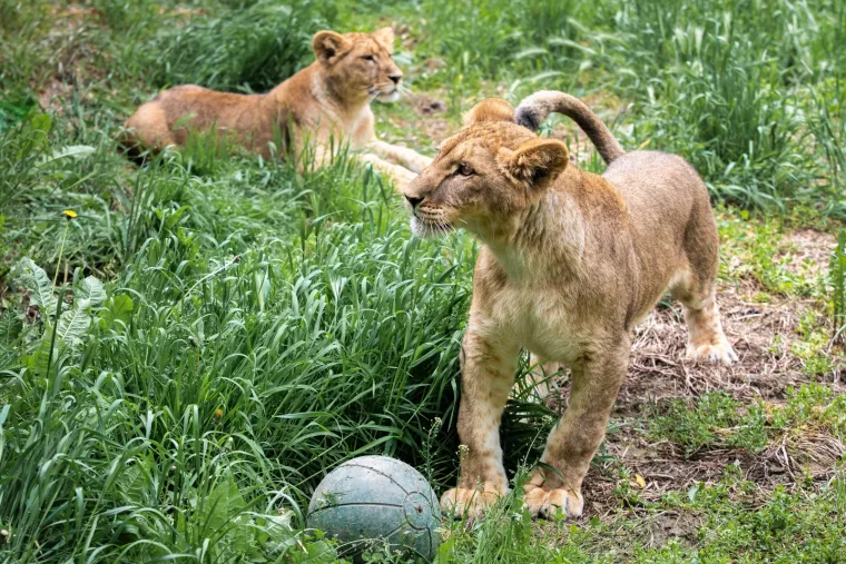 Iske&scaron;eni očnjaci i pogled predatora: Zavirite u svakodnevicu osječkog zoolo&scaron;kog vrta