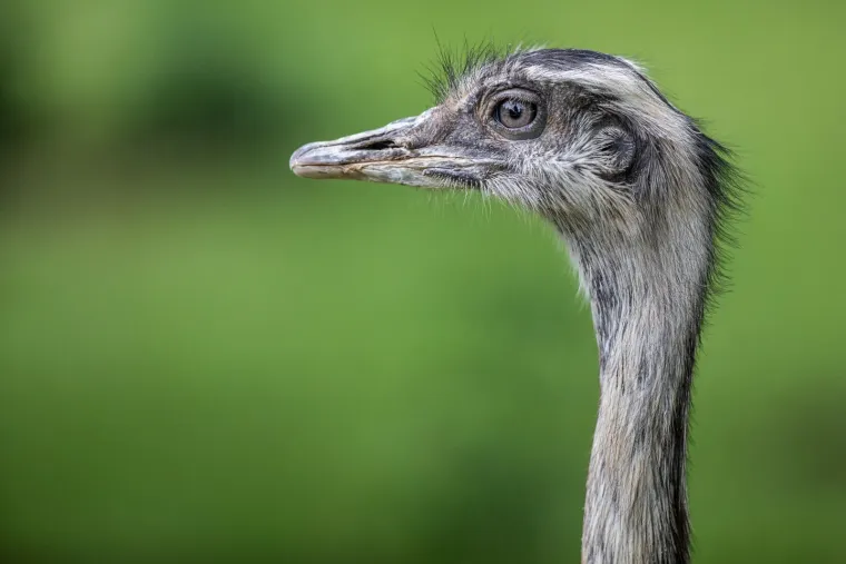 Iske&scaron;eni očnjaci i pogled predatora: Zavirite u svakodnevicu osječkog zoolo&scaron;kog vrta