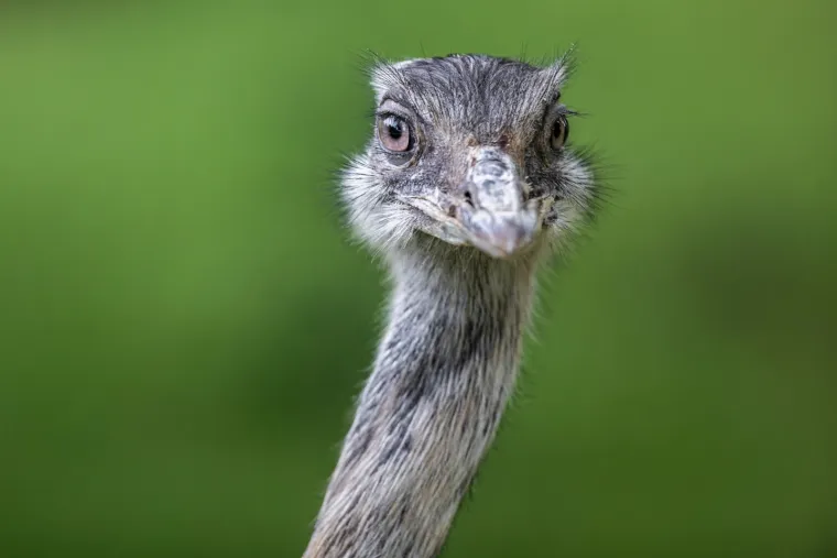 Iske&scaron;eni očnjaci i pogled predatora: Zavirite u svakodnevicu osječkog zoolo&scaron;kog vrta